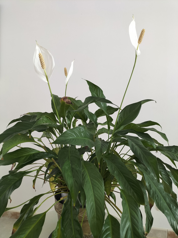 spathiphyllum-fleur-de-lune